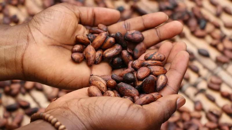 Fèves de cacao dans les mains d'un producteur ivoirien